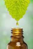 Leaf Extract Essential Oils Picture
